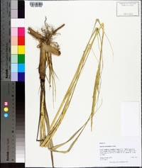 Spartina alterniflora image