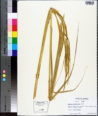 Spartina alterniflora image