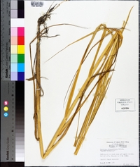 Spartina alterniflora image