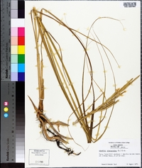 Spartina cynosuroides image