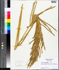 Spartina cynosuroides image