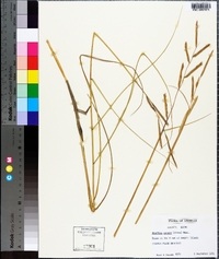 Spartina patens image