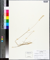 Sphenopholis filiformis image