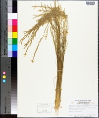 Sphenopholis filiformis image