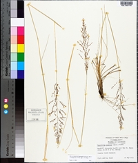 Sporobolus junceus image