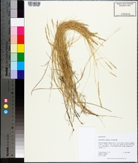 Sporobolus virginicus image