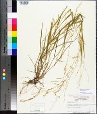 Steinchisma hians image