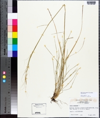 Piptochaetium avenaceum image