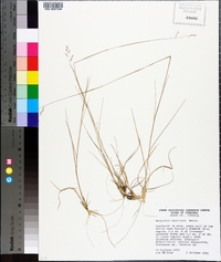 Triplasis americana image