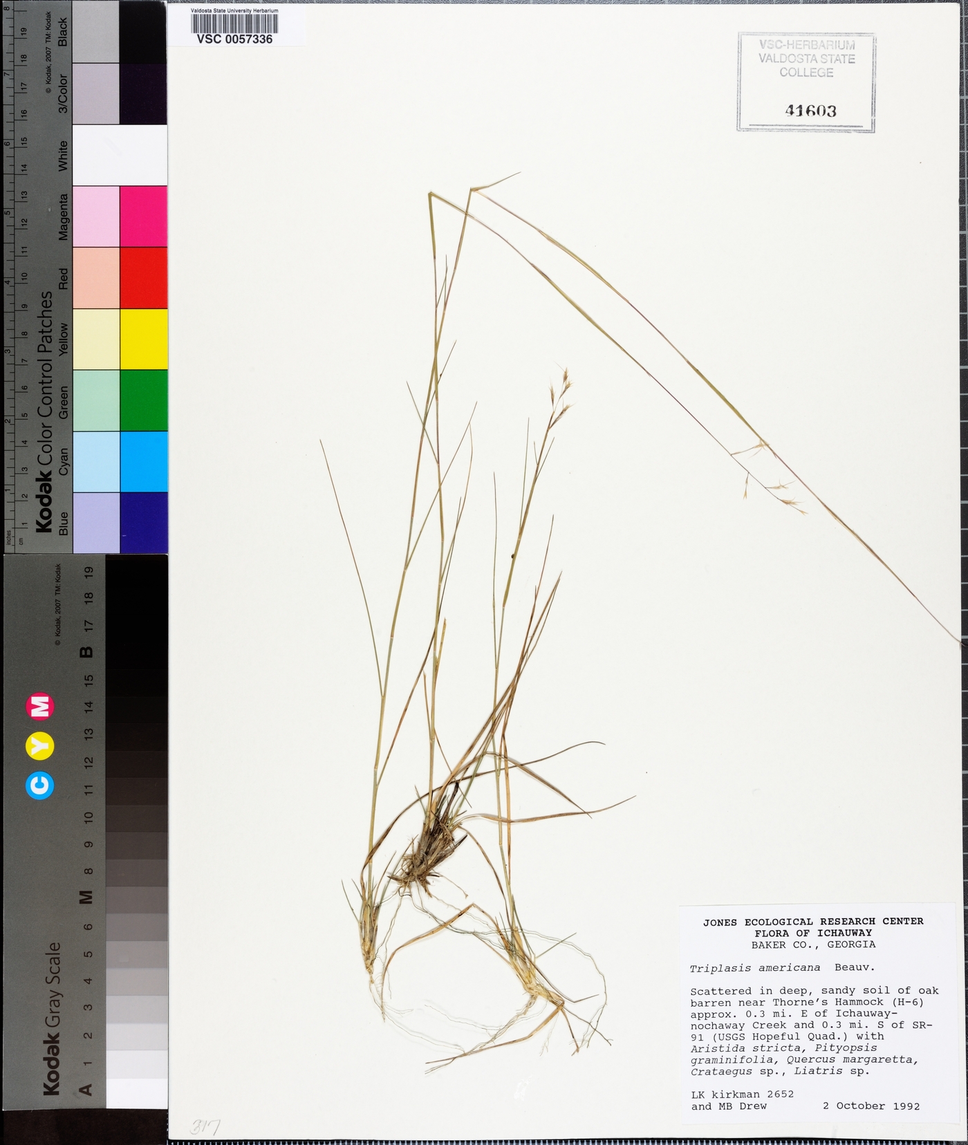 Triplasis americana image
