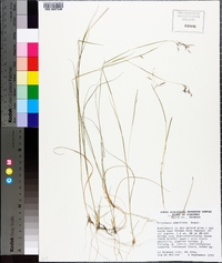 Triplasis americana image