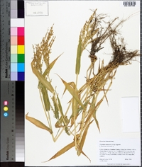 Urochloa ramosa image