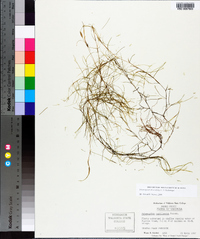 Potamogeton diversifolius image