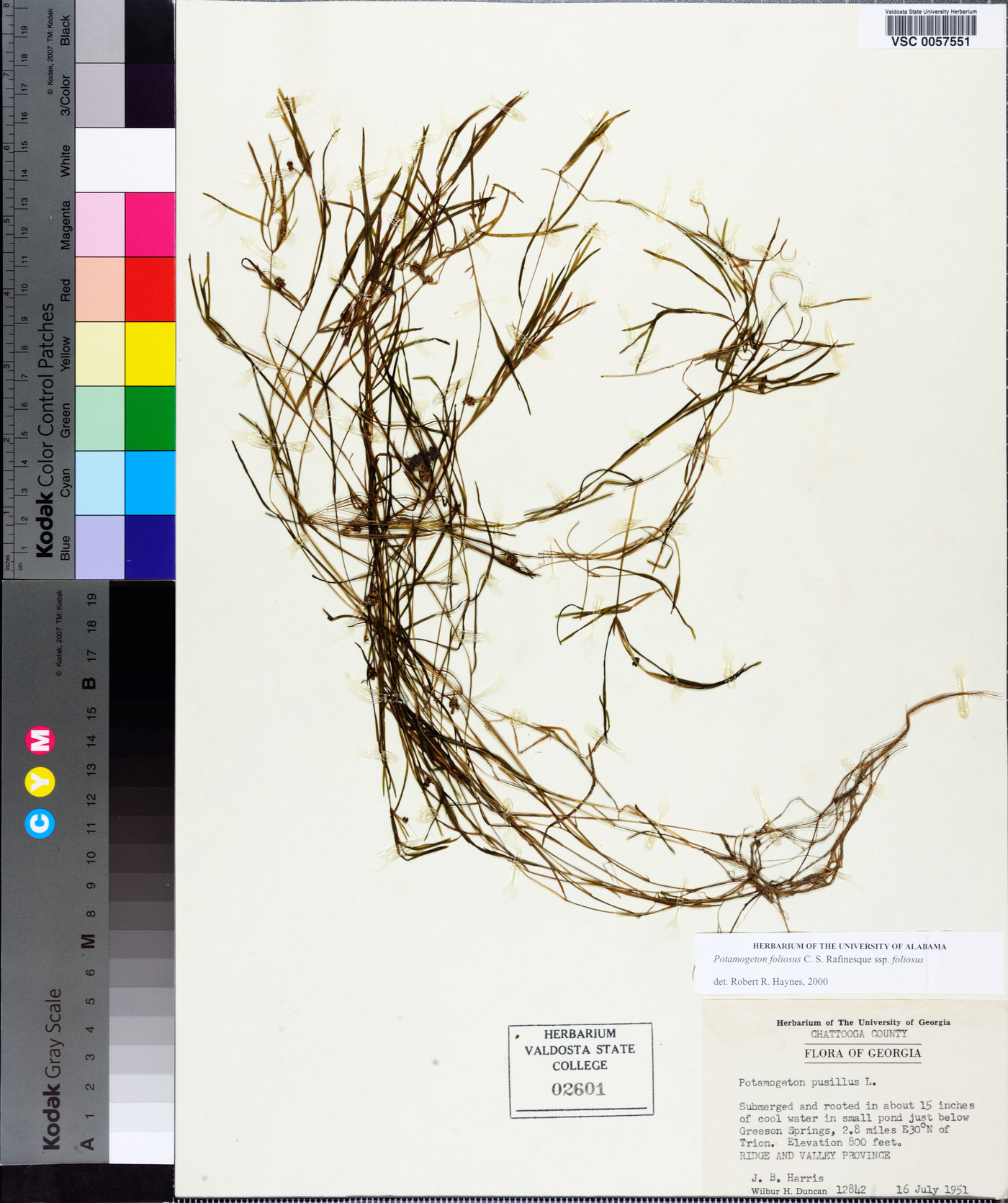 Potamogeton foliosus subsp. foliosus image