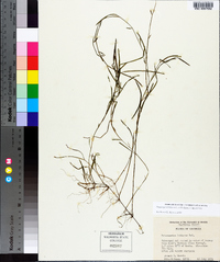 Potamogeton foliosus subsp. foliosus image