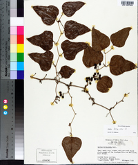 Smilax bona-nox image