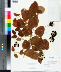 Smilax herbacea image