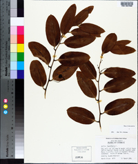 Smilax laurifolia image