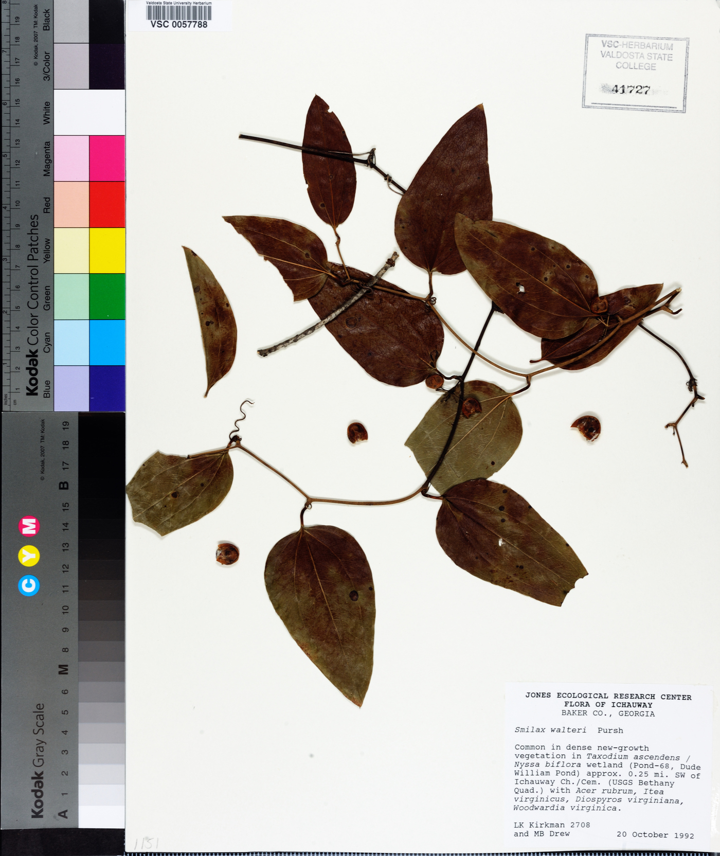 Smilax walteri image