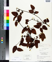 Smilax walteri image