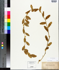 Smilax coriacea image