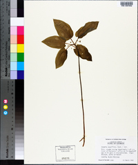 Croomia pauciflora image
