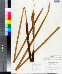 Typha domingensis image