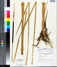 Typha angustifolia image