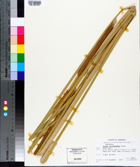 Typha domingensis image