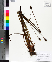 Xyris laxifolia image