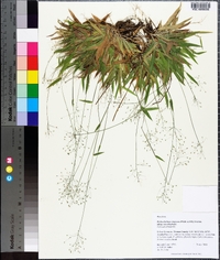 Panicum strigosum image