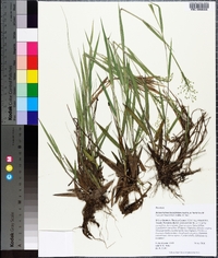 Dichanthelium linearifolium image