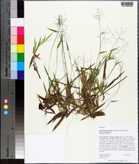 Panicum strigosum image