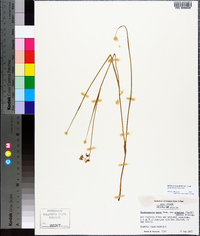 Cuthbertia graminea image