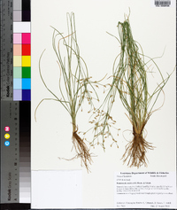 Fimbristylis annua image