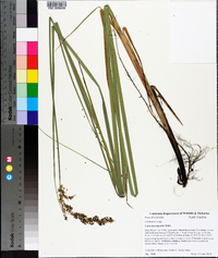 Carex decomposita image