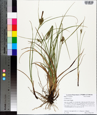 Carex tenax image