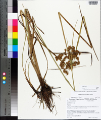 Cyperus pseudovegetus image