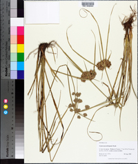 Cyperus pseudovegetus image