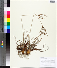 Cyperus retrorsus image