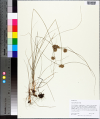 Cyperus filiculmis image