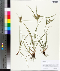 Cyperus retrorsus image