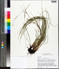 Carex thornei image