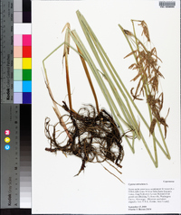 Cyperus articulatus image