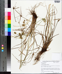 Cyperus retroflexus image