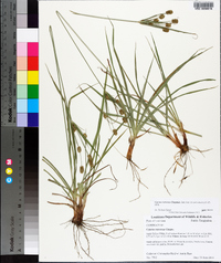 Cyperus retrorsus image