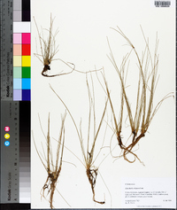 Eleocharis vivipara image