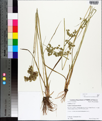 Cyperus surinamensis image