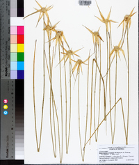 Rhynchospora latifolia image