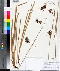 Rhynchospora caduca image